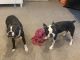 Boston Terrier Puppies for sale in Blackwood, Gloucester Township, NJ 08012, USA. price: $500