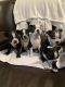 Boston Terrier Puppies for sale in Los Angeles, CA, USA. price: NA