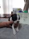 Boston Terrier Puppies for sale in Portland, IN 47371, USA. price: $750