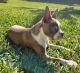 Boston Terrier Puppies for sale in Davie, FL, USA. price: $6,000