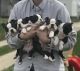 Boston Terrier Puppies for sale in Louisville, KY, USA. price: $750