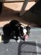 Boston Terrier Puppies for sale in North Las Vegas, NV, USA. price: $700