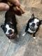 Boston Terrier Puppies for sale in Cleveland, TX, USA. price: $200