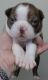 Boston Terrier Puppies for sale in Terrebonne, OR, USA. price: $1,200