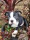 Boston Terrier Puppies for sale in Pillager, MN 56473, USA. price: $675