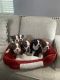 Boston Terrier Puppies for sale in 9774 Calabash Ave, Fontana, CA 92335, USA. price: $1,300