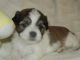 Boston Terrier Puppies for sale in Westmoreland, TN 37186, USA. price: NA