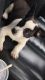 Boston Terrier Puppies for sale in Hazleton, PA, USA. price: NA