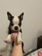 Boston Terrier Puppies for sale in Nicholasville, KY 40356, USA. price: $800