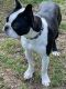 Boston Terrier Puppies for sale in North Royalton, OH 44133, USA. price: $900