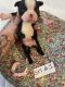 Boston Terrier Puppies for sale in Connersville, IN 47331, USA. price: $700