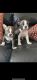 Boston Terrier Puppies for sale in San Diego, CA, USA. price: NA