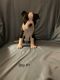 Boston Terrier Puppies for sale in Brooksville, KY 41004, USA. price: $600