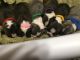 Boston Terrier Puppies for sale in Victoria, BC, Canada. price: NA