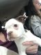 Boston Terrier Puppies for sale in Cave City, KY 42127, USA. price: $700
