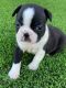 Boston Terrier Puppies for sale in Waynesboro, PA 17268, USA. price: $650