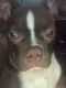 Boston Terrier Puppies for sale in Waldorf, MD, USA. price: $1,500