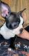Boston Terrier Puppies for sale in Middletown, NY 10940, USA. price: $3,000