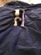 Boston Terrier Puppies for sale in Liberty, KY 42539, USA. price: $600