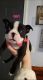 Boston Terrier Puppies for sale in Louisville, KY, USA. price: $1,200