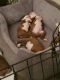 Boston Terrier Puppies for sale in Salt Lake City, UT, USA. price: $1,850