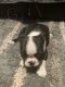 Boston Terrier Puppies for sale in Pickens, SC 29671, USA. price: $900