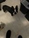 Boston Terrier Puppies for sale in Niles, MI 49120, USA. price: $500