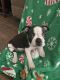 Boston Terrier Puppies for sale in Milford, TX 76670, USA. price: $600