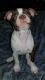 Boston Terrier Puppies for sale in Sulphur, OK 73086, USA. price: $1,000