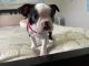 Boston Terrier Puppies for sale in Bellevue, WA, USA. price: $1,200