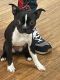 Boston Terrier Puppies for sale in East Orange, NJ 07018, USA. price: $1,000