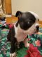 Boston Terrier Puppies for sale in Golden, CO, USA. price: $2,300