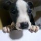 Boston Terrier Puppies for sale in Villa Rica, GA 30180, USA. price: $500