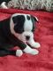 Boston Terrier Puppies for sale in Atlanta, MI 49709, USA. price: $1,200