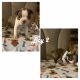 Boston Terrier Puppies for sale in Rialto, CA, USA. price: $800