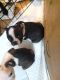 Boston Terrier Puppies for sale in Boise, ID 83703, USA. price: $1,300