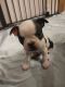 Boston Terrier Puppies for sale in Boise, ID 83703, USA. price: $1,100