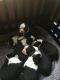 Boston Terrier Puppies for sale in Cheraw, SC 29520, USA. price: $1,000
