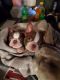 Boston Terrier Puppies for sale in McClure, OH 43534, USA. price: $600
