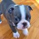 Boston Terrier Puppies for sale in Philadelphia, PA, USA. price: $900