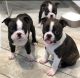 Boston Terrier Puppies for sale in 203 US-1, Norlina, NC 27563, USA. price: $500