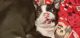 Boston Terrier Puppies for sale in Britton, MI 49229, USA. price: $150,000