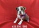 Boston Terrier Puppies for sale in Whittier, CA, USA. price: $999