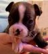 Boston Terrier Puppies for sale in Brownsville, OH, USA. price: NA