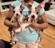 Boston Terrier Puppies for sale in Bowie, MD, USA. price: $700