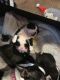 Boston Terrier Puppies for sale in Holly Lake Ranch, TX 75765, USA. price: NA