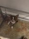 Boston Terrier Puppies for sale in McKinney, TX, USA. price: $1,800