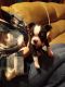 Boston Terrier Puppies for sale in Fox River Grove, IL, USA. price: $900