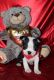 Boston Terrier Puppies for sale in Charles City, IA 50616, USA. price: $1,800