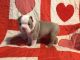 Boston Terrier Puppies for sale in Toccoa, GA, USA. price: $2,000